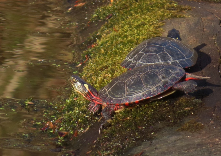 Midland Painted Turtles